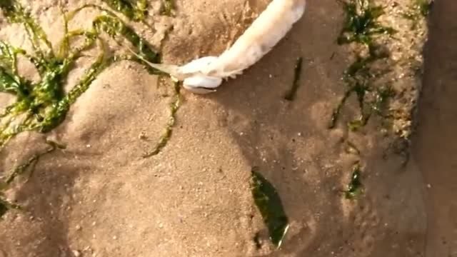 【视频】小伙赶海发现一条漂亮的斑点鱼，还有皮皮虾！_视频封面