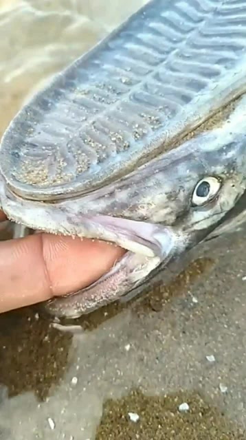 【视频】赶海发现吸盘鱼_视频封面