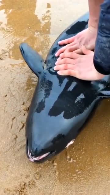 【视频】来赶海了抢救鲨鱼_视频封面