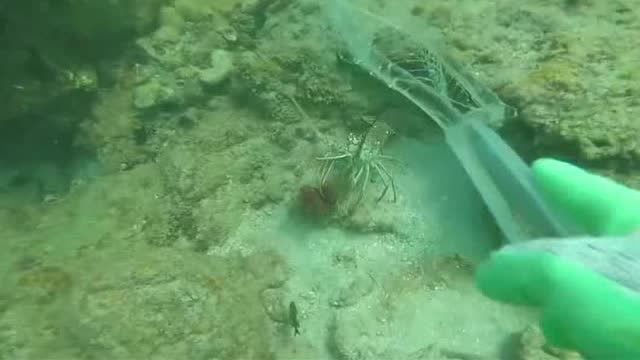 【视频】赶海日常，海底世界的龙虾_视频封面