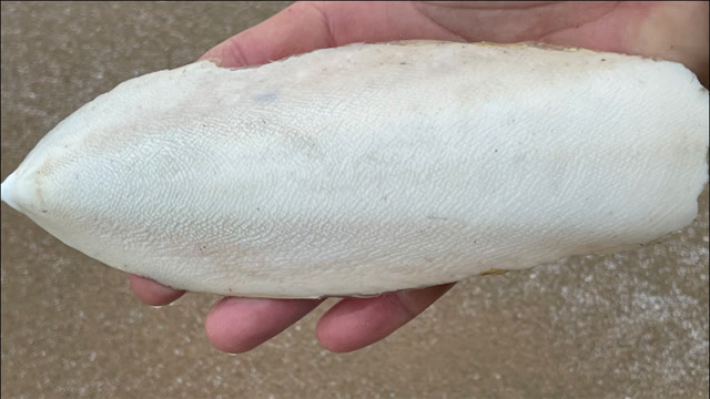 【视频】大海退潮后，大庆赶海发现一只比手还大的墨鱼骨，还有一对马面蟹_视频封面