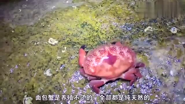 【视频】赶海日常：老四赶海刚要抓面包蟹，竞看到这个大宝贝，网友：蒂花之秀_视频封面