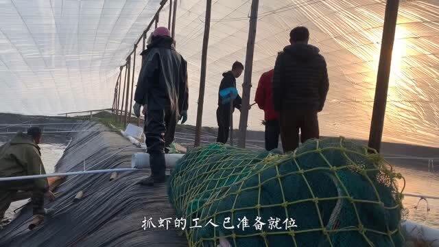 【视频】赶海阿峰和老四合伙养虾，两个池塘收获2500斤，这是亏本的节奏？_视频封面