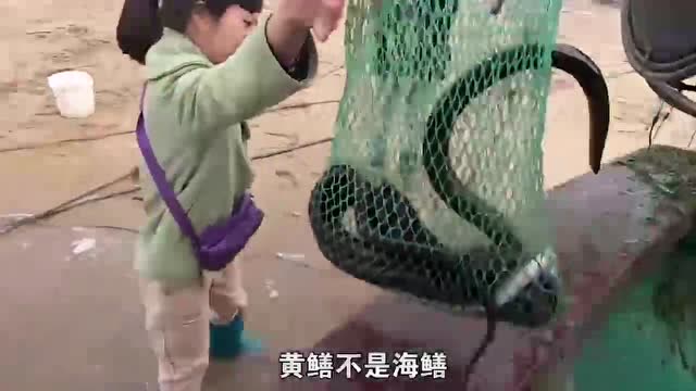 【视频】大叔老四赶海收地笼，游客等在岸边抢购海鲜，看老婆收钱就开心！_视频封面