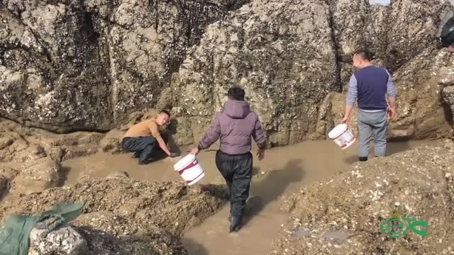 【视频】三兄弟赶海，用最原始方法舀干一个水坑，里面收获让他们惊喜不已_视频封面