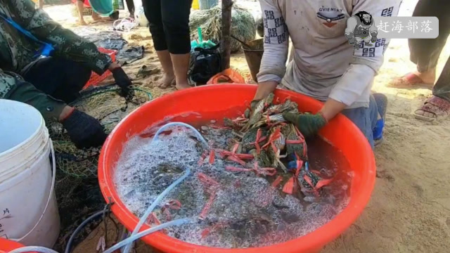 【视频】探海渔人跟兄弟出海捕获100多斤螃蟹，拉回岸边被海鲜老板抢收！_视频封面