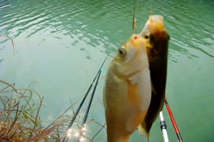 秋季传统钓鱼方法技巧